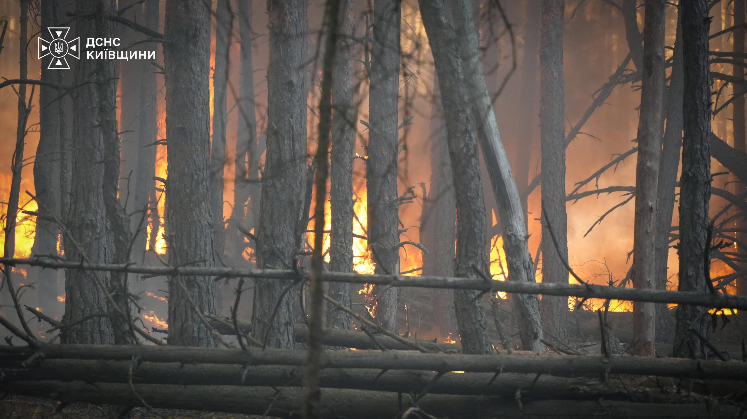 Фото: ДСНС Київщини На Вишгородщині спалахнула масштабна лісова пожежа: фото та відео