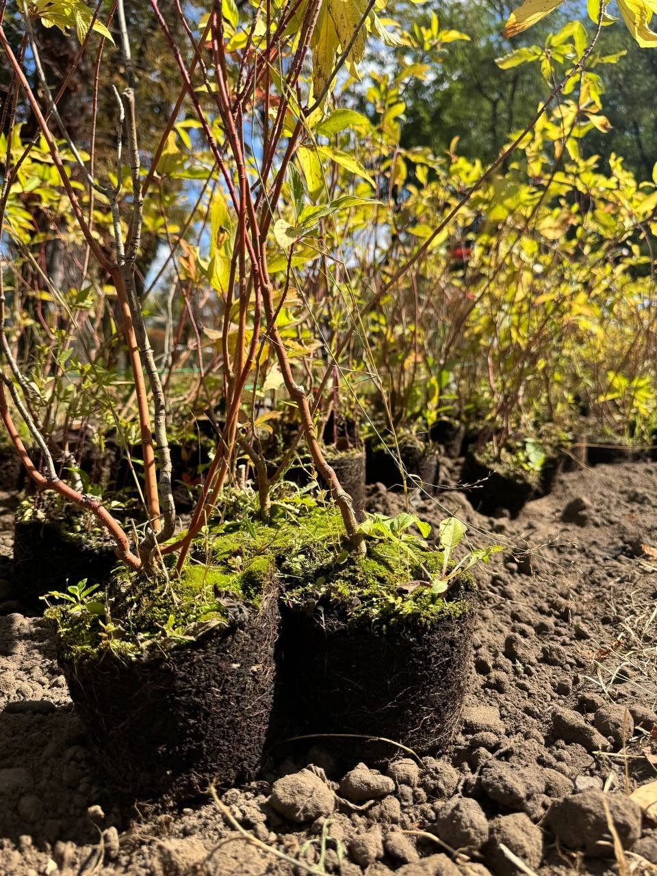 Фото: "Київзеленбуд" Post War Greening: у сквері на Почайні в Києві висадили 500 рослин