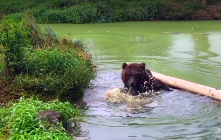 Зоозащитники спасли медведя из неволи (видео)