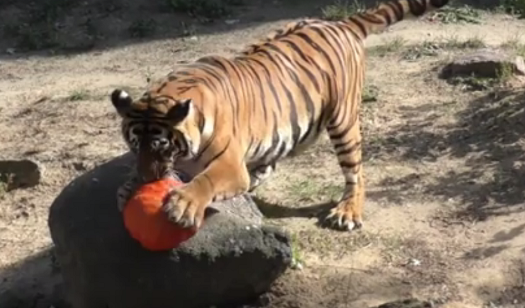 В столичном зоопарке показали игривого тигра (видео)