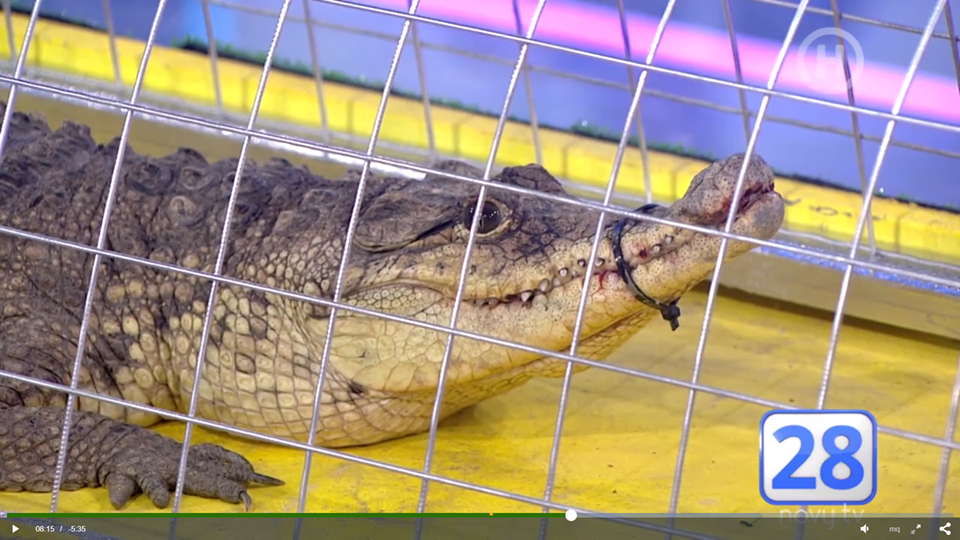 Зоозащитников возмутило издевательство над крокодилом в эфире украинского канала (видео)