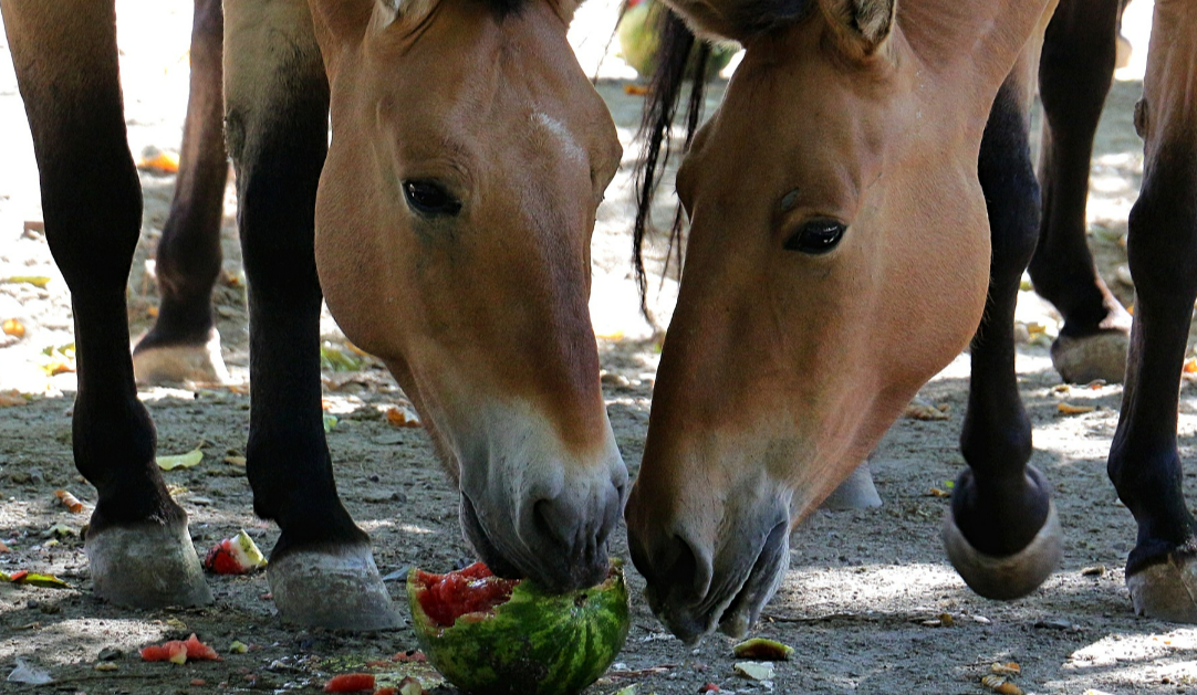 Коли у київському зоопарку годуватимуть коней, бізонів та зубрів: дколи подивитись