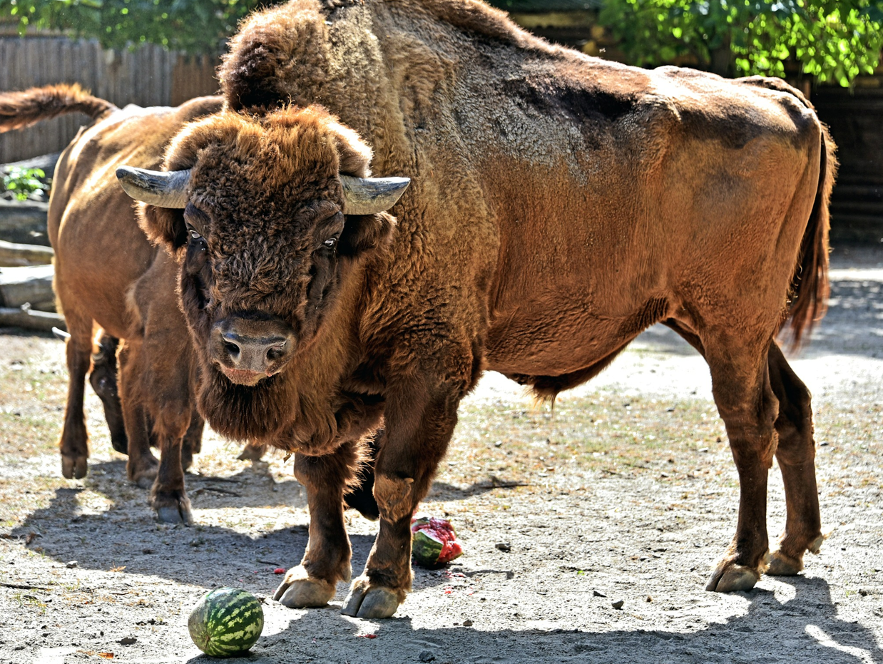 У київському зоопарку на вихідних, 9 та 10 вересня, коней та бізонів годуватимуть кавунами