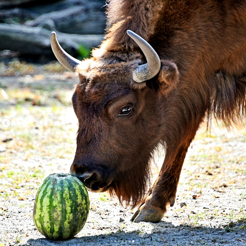 У київському зоопарку на вихідних, 9 та 10 вересня, зубрів, коней та бізонів годуватимуть кавунами