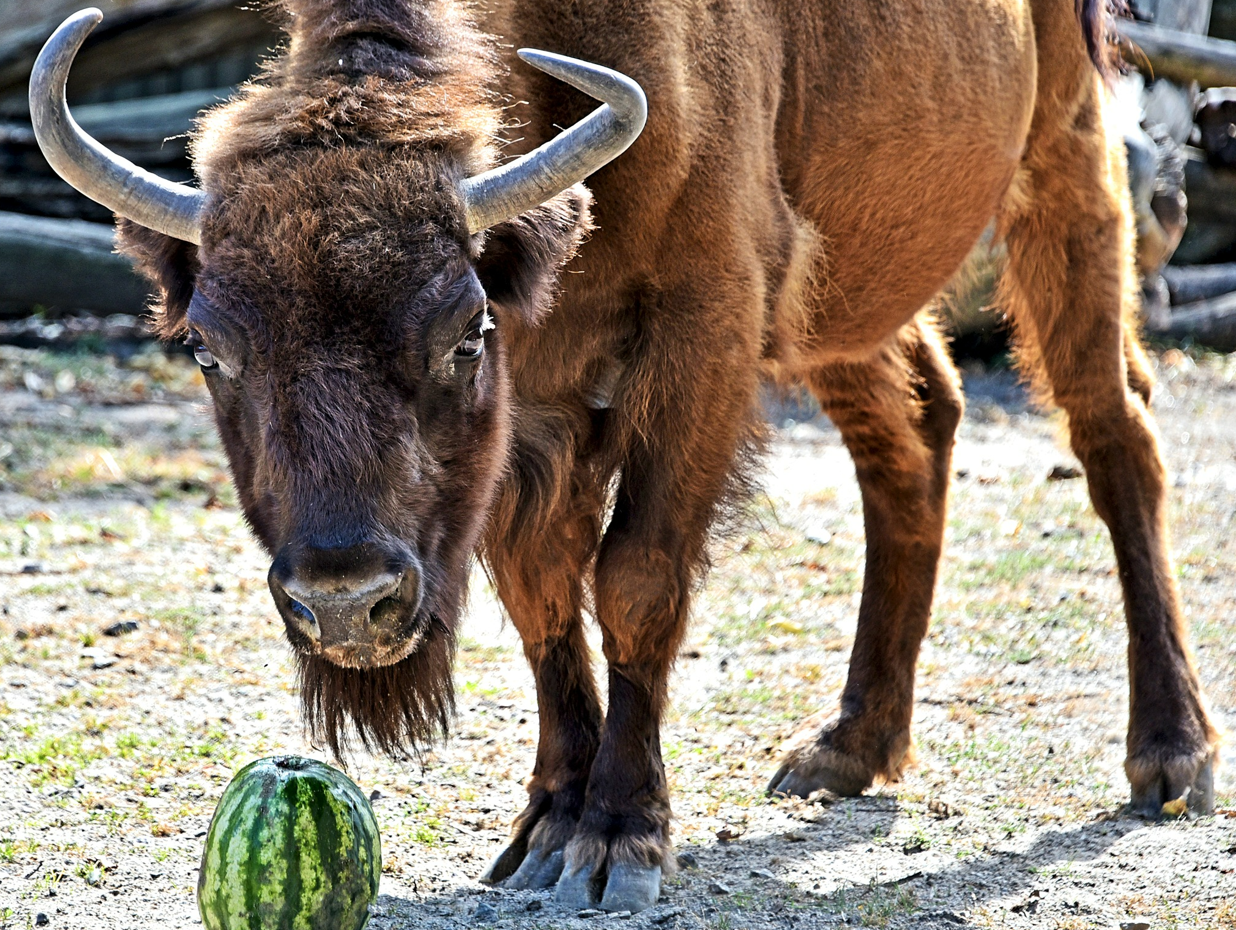 У київському зоопарку на вихідних, 9 та 10 вересня, коней та бізонів годуватимуть кавунами