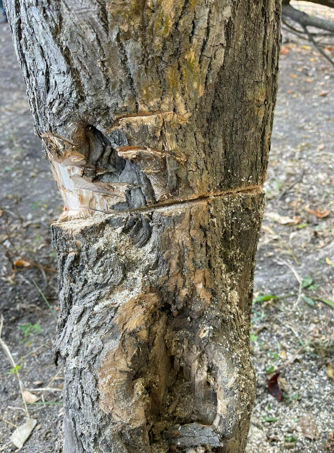 У Києві зрізали здорові дерева на Русанівській косі (ФОТО)