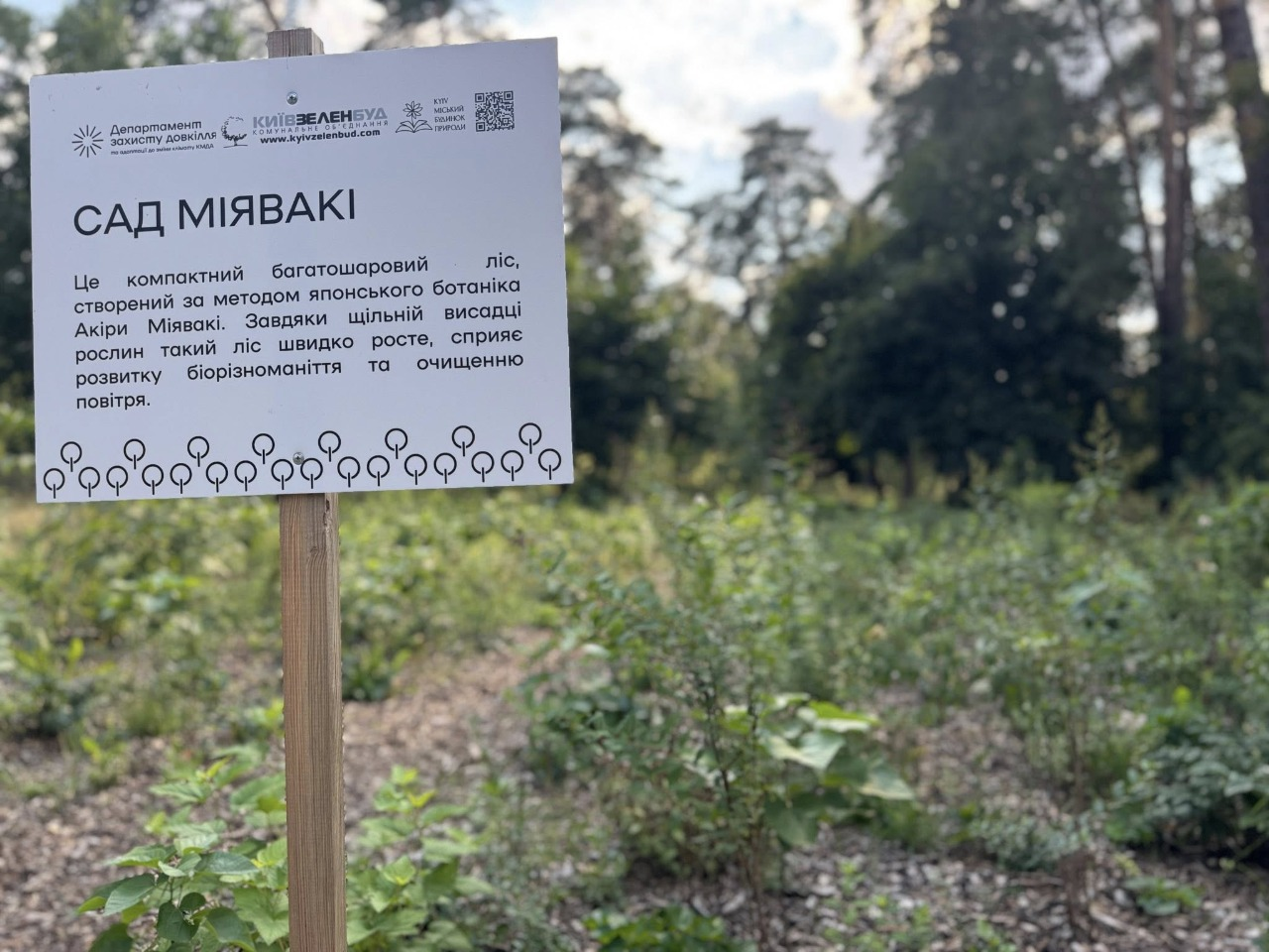 "Сад Міявакі" у київському парку: що відомо про японський метод озеленення