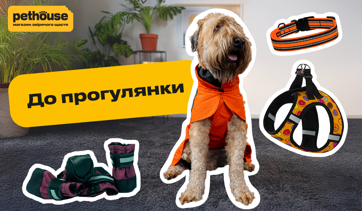 Осінні прогулянки з улюбленцем: готуємось до дощів та холоду з Pethouse