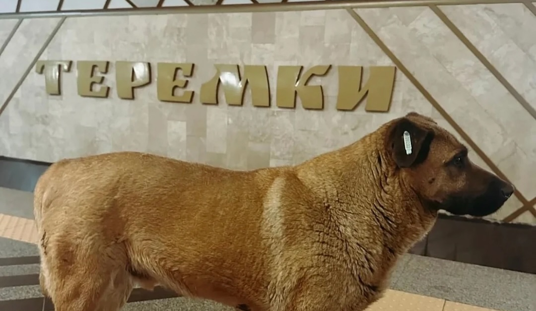 Собаку Мішу більше не пускають на станцію "Теремки" у Києві ховатися від обстрілів