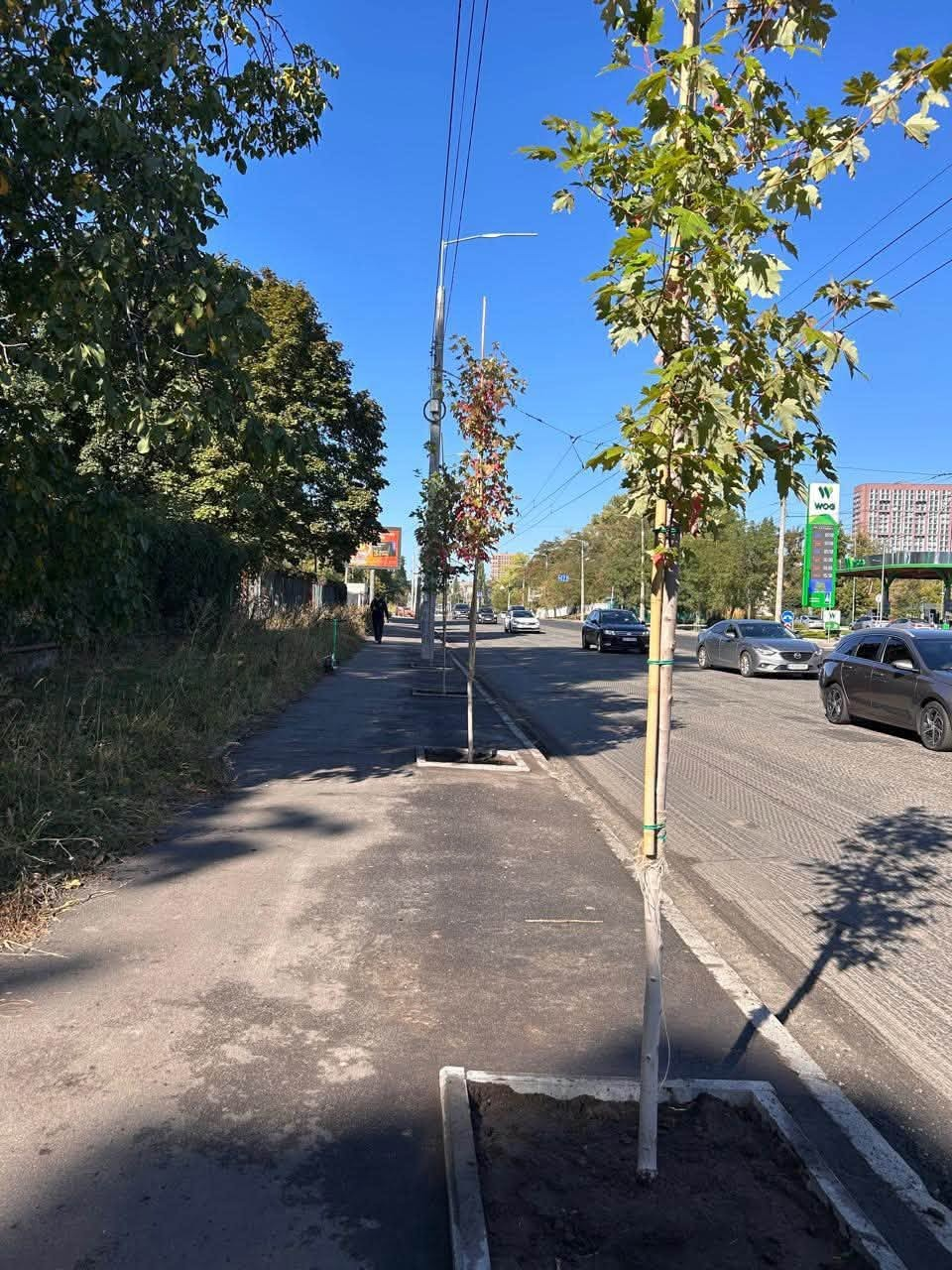 Алея кленів татарських з’явилася у Києві: які переваги дерева