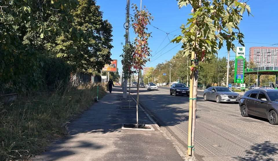 На вулиці Юрія Іллєнка у Києві висадили алею кленів татарських: фото
