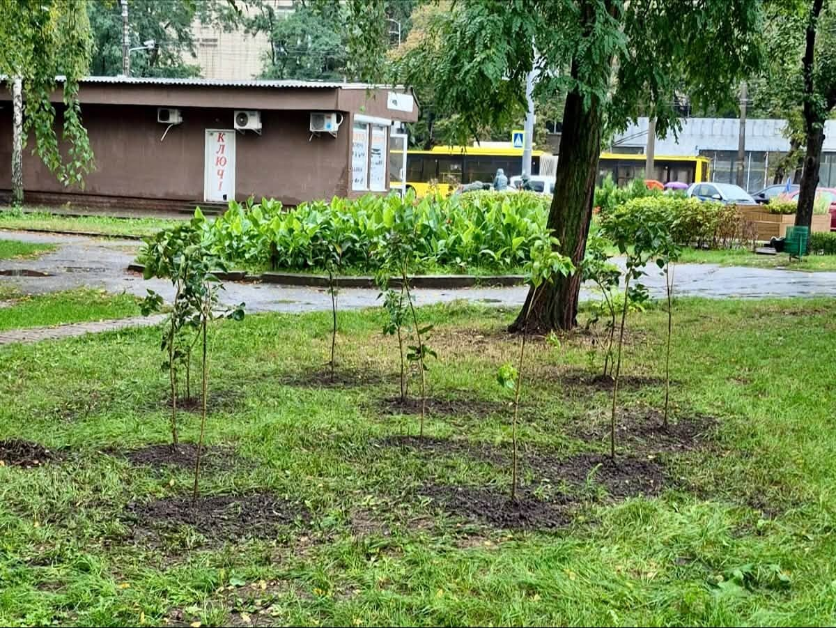 Зелені зони Києва доповнили новоми деревами та кущами: що висадили і де