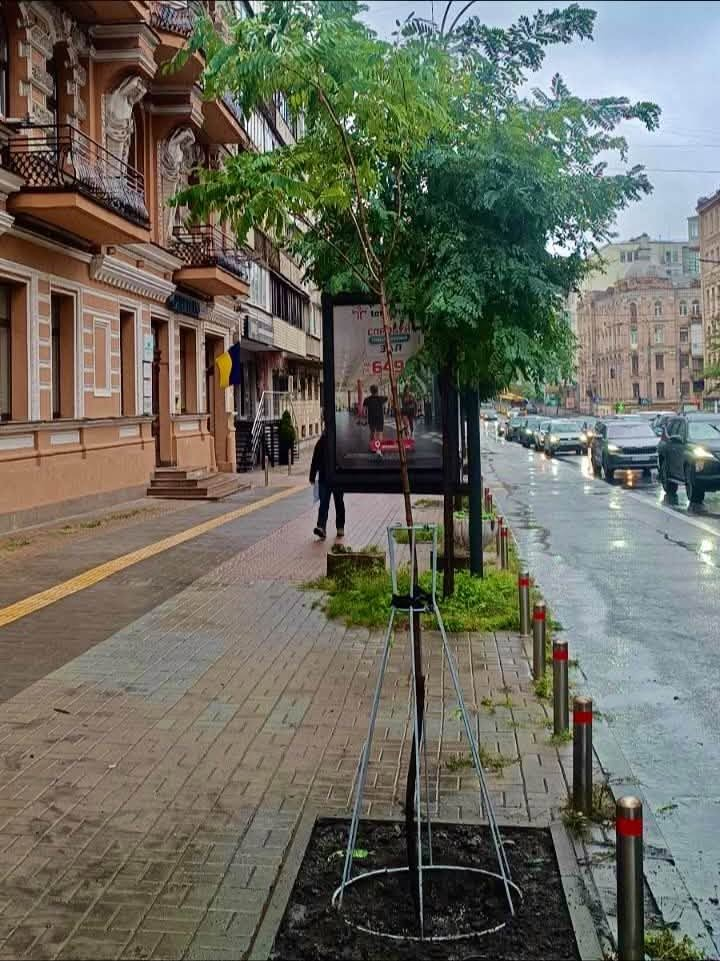 У Шевченківському районі Києва висадили молоді клени та акації: фото