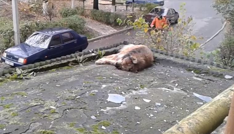 В Луцьку господар скинув свого собаку з балкону багатоповерхівки (відео)