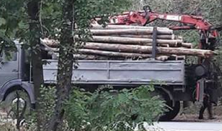 Из Пущи-Водицы вывозят лес: в сети показали фото