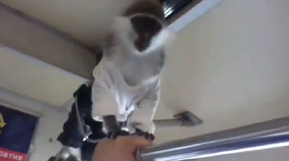 В столичном метро заметили обезьянку в джинсах (видео) 