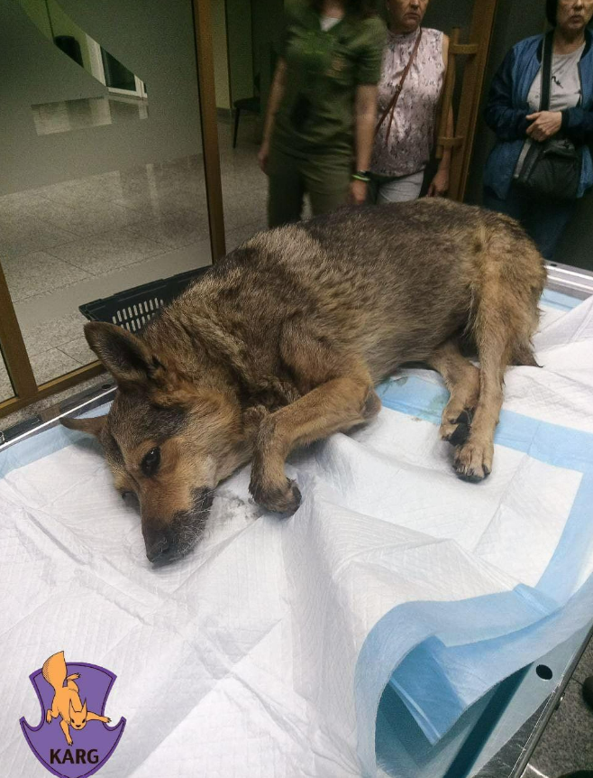 У Києві за минулий тиждень врятували 34 тварини