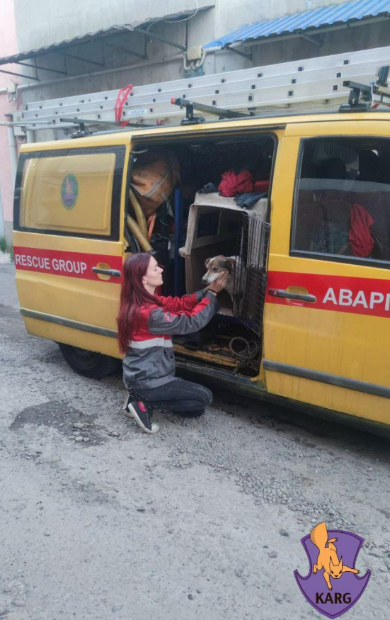 У Києві за минулий тиждень врятували 34 тварини: фото