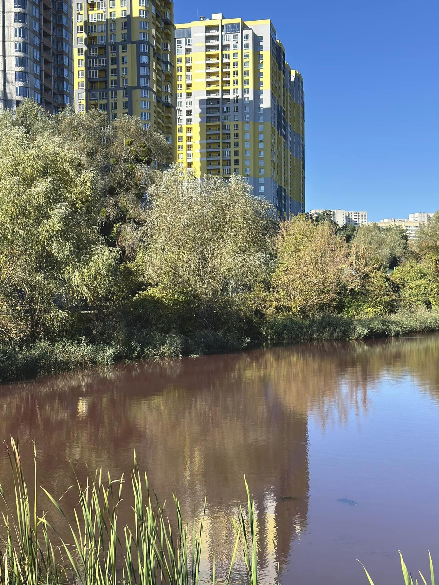 Забруднення Совських ставків у Києві: які результати аналізу води