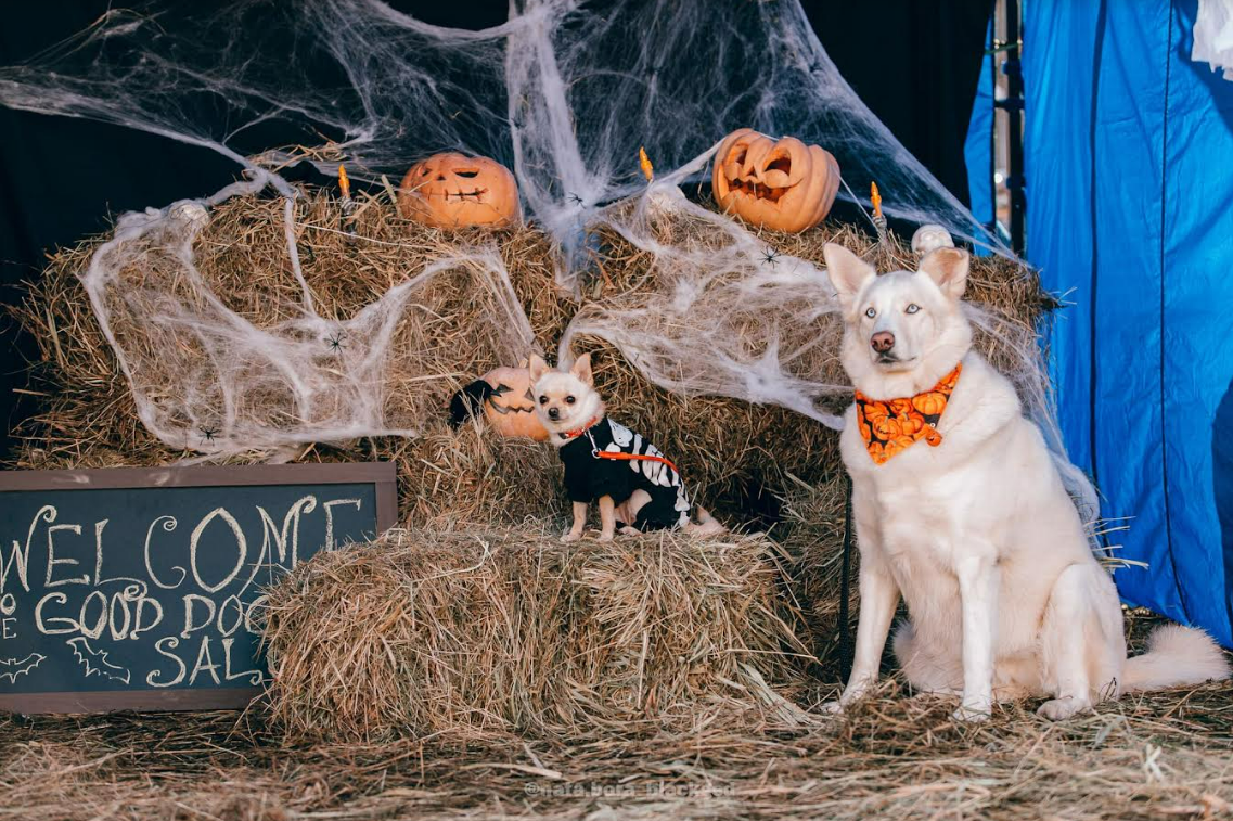 Фестиваль "HolyDoggy: Halloween Edition" в парку Ікспарк