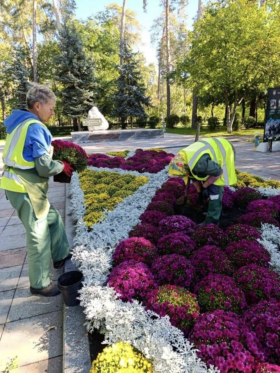 У зелених зонах Дарницького району Києва розквітли хризантеми: фото
