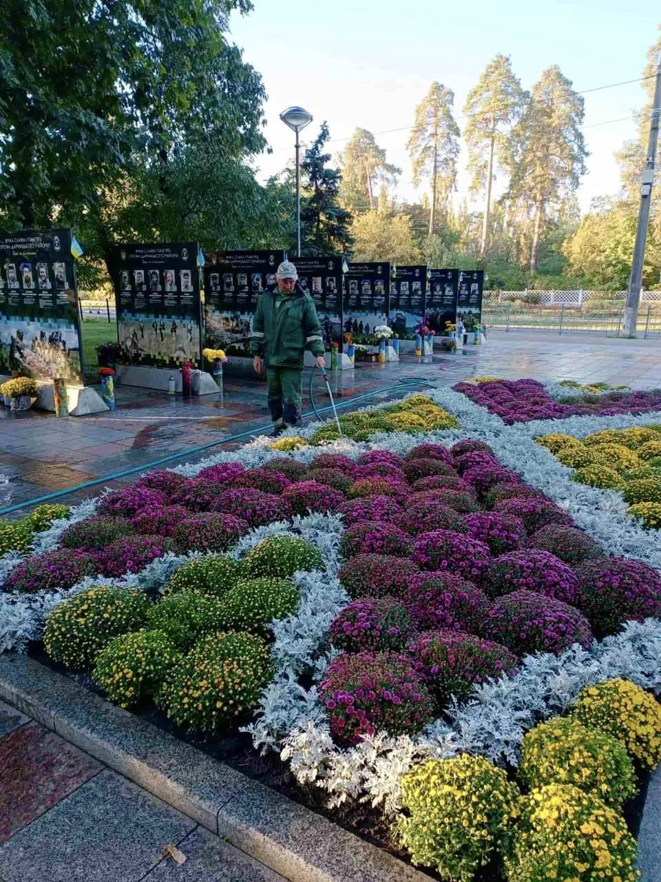 У зелених зонах Дарницького району Києва розквітли хризантеми: фото
