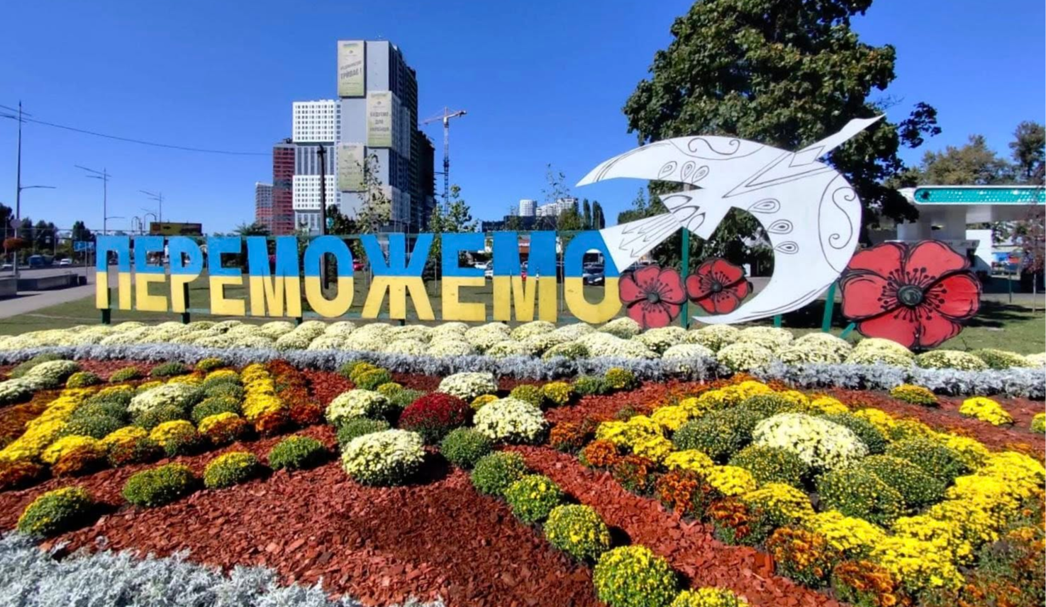 У зелених зонах Дарницького району розквітли хризантеми: фото