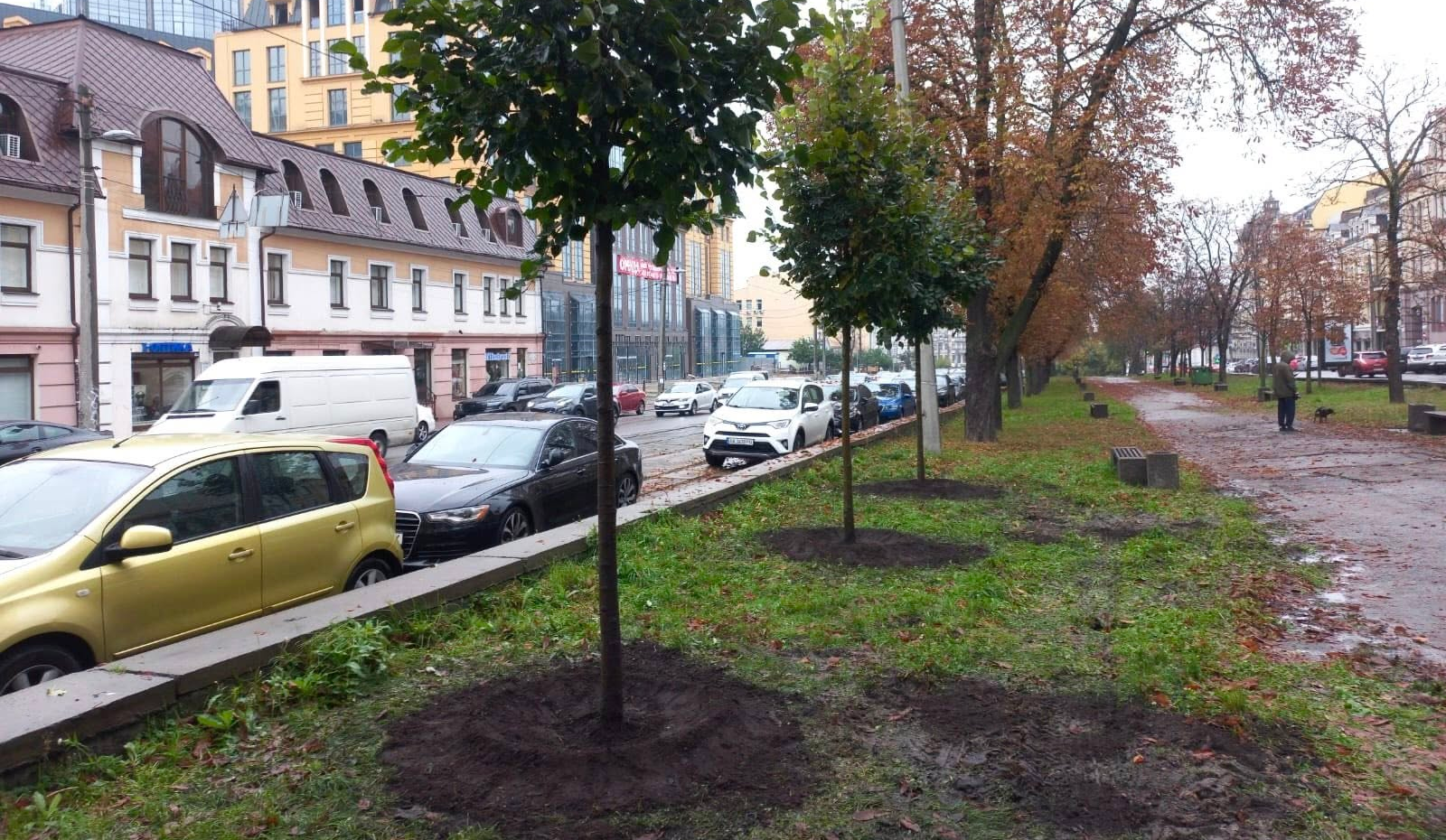 На Верхньому та Нижньому Валах у Києві висадили липи: фото