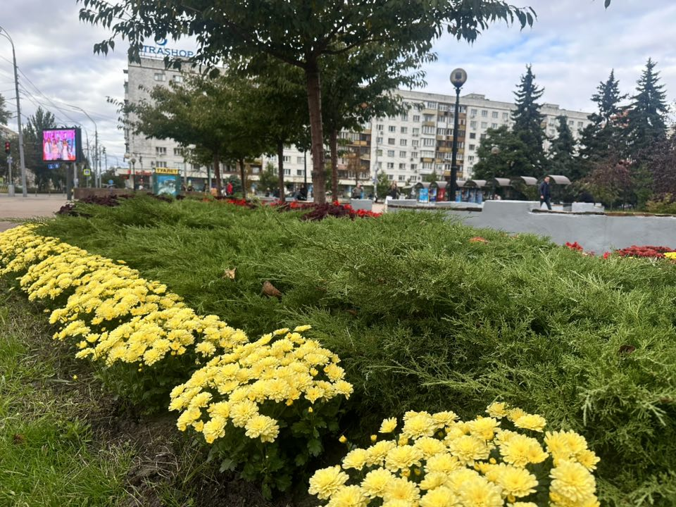 Тисячі хризантем прикрасили площу Лесі Українки на Печерську в Києві: фото
