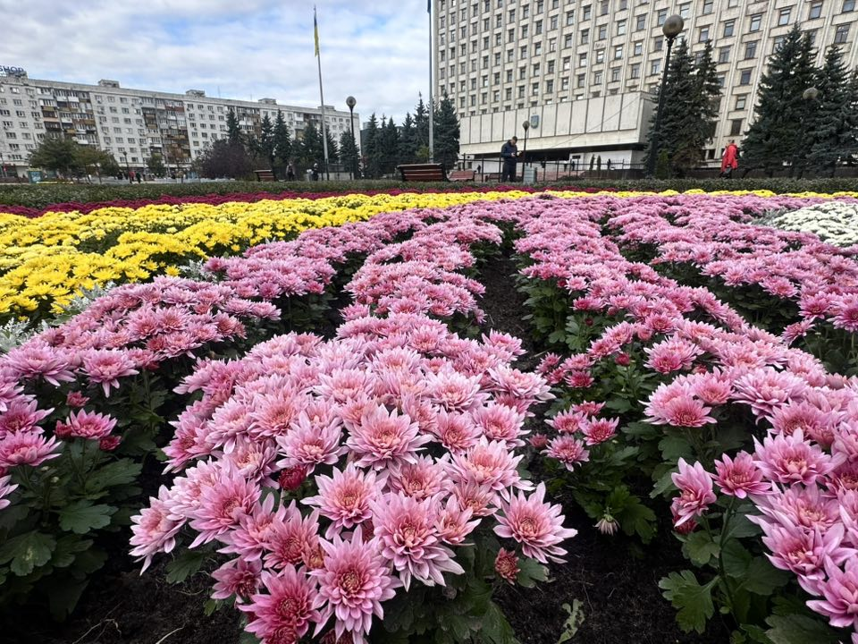 Тисячі хризантем прикрасили площу Лесі Українки на Печерську в Києві: фото