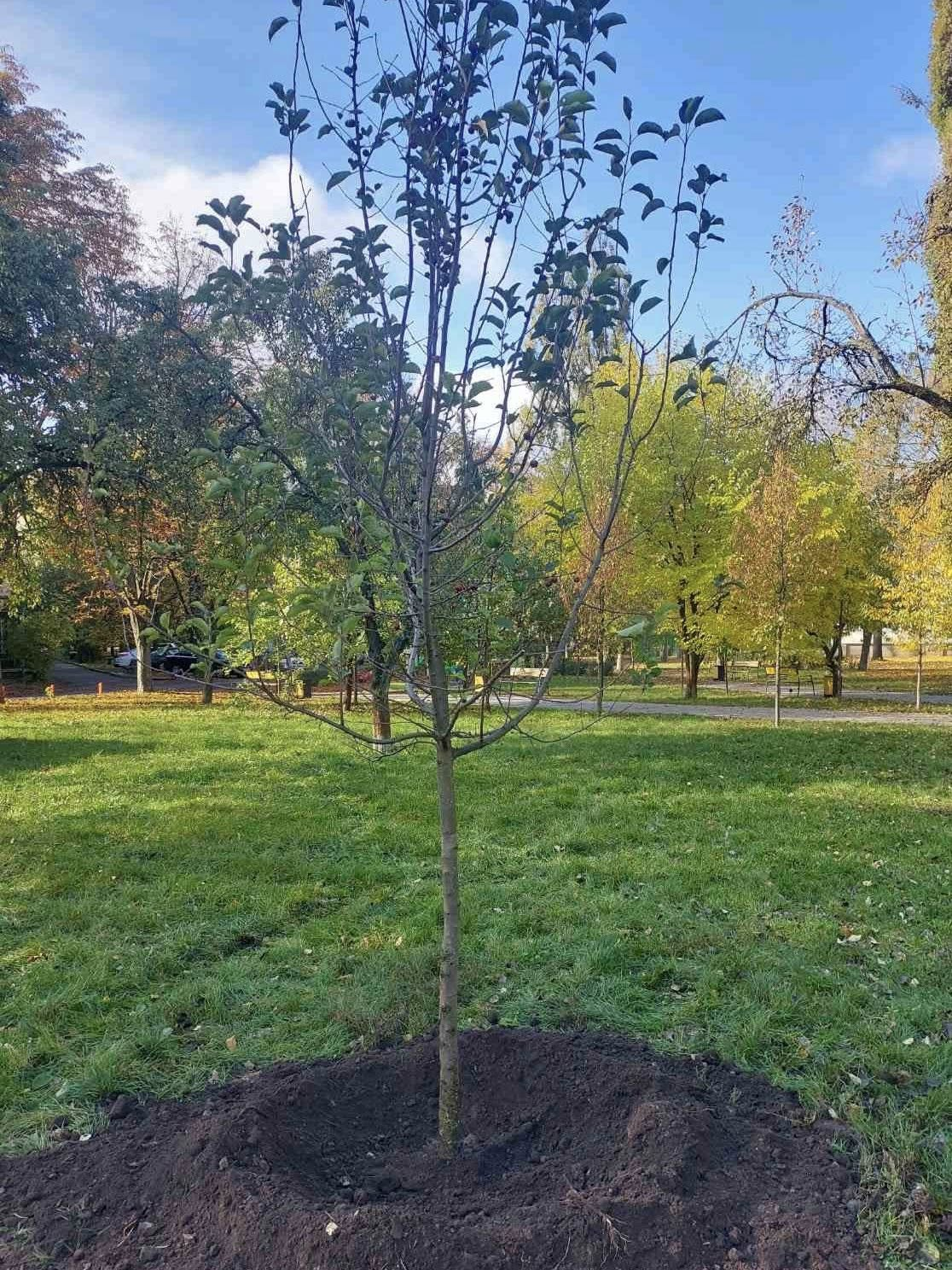У сквері на бульварі Академіка Вернадського у Києві висадили яблуні: фото