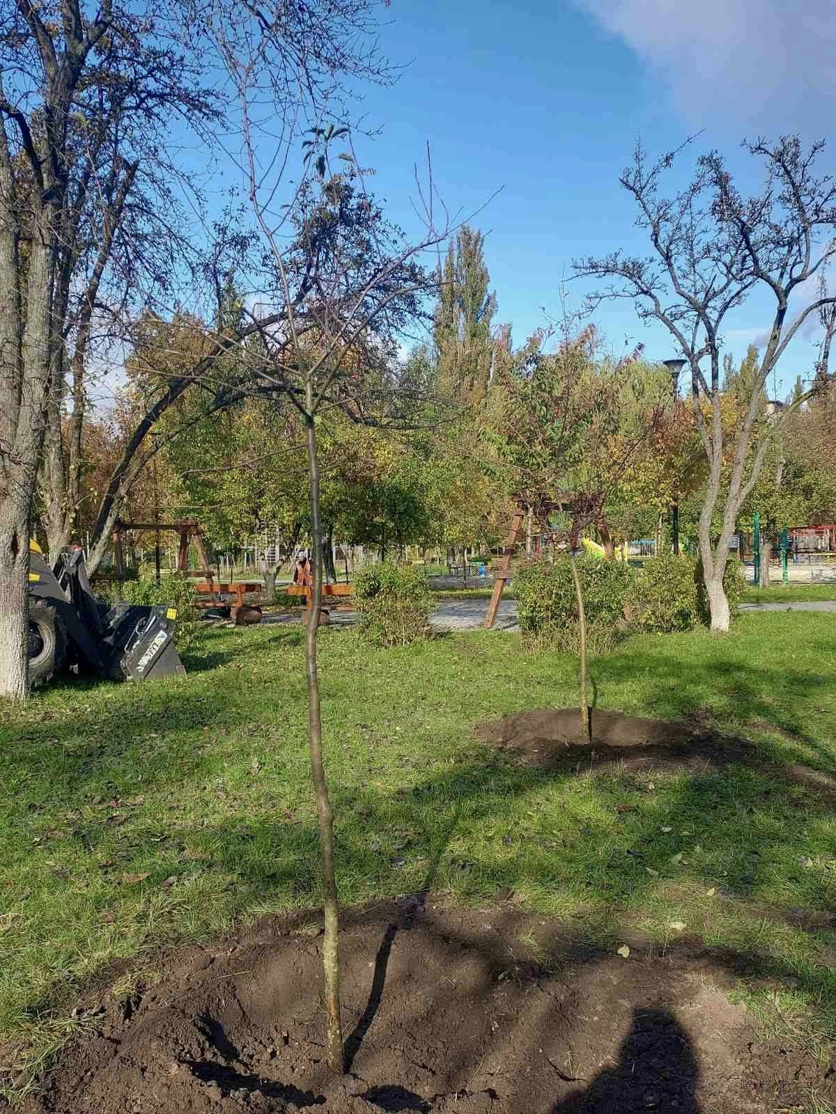 У сквері на бульварі Академіка Вернадського у Києві висадили яблуні: фото