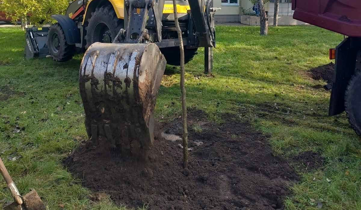 У сквері на бульварі Академіка Вернадського висадили яблуні: фото