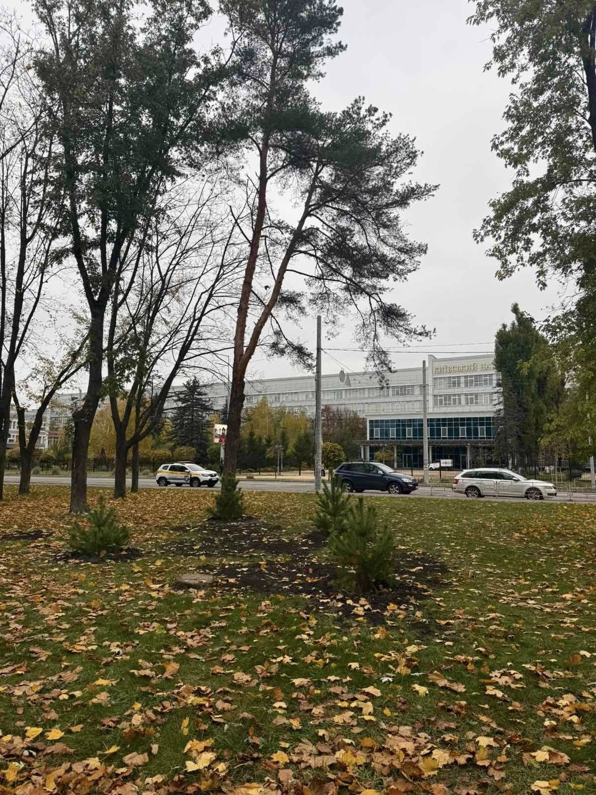 Парки Деснянського району прикрасили 60 новими соснами