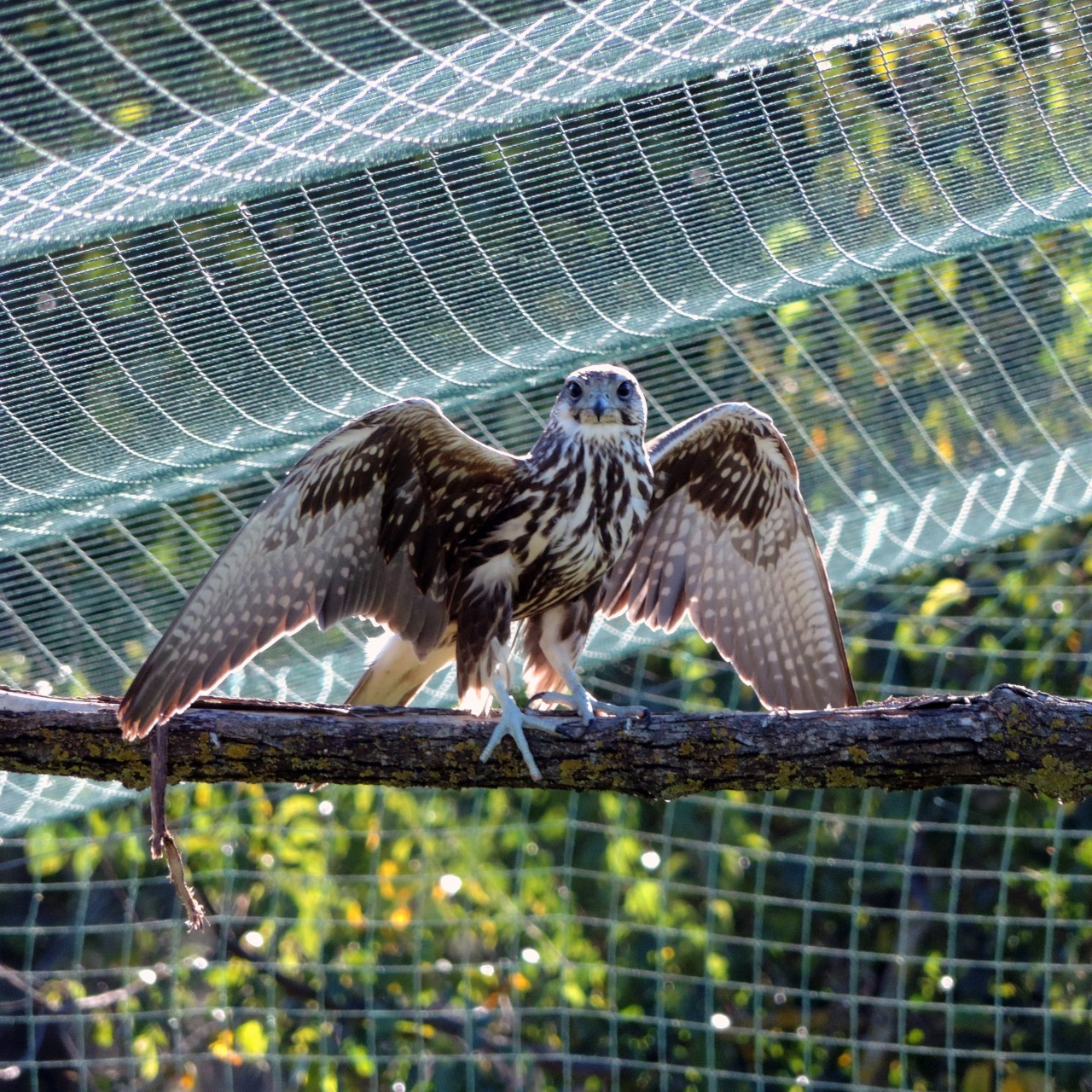 КиївЗоо випустив у дику природу червонокнижного сокола балабана: як він виглядає