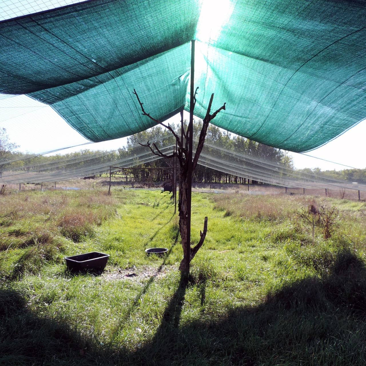 КиївЗоо випустив у дику природу червонокнижного сокола балабана: як він виглядає