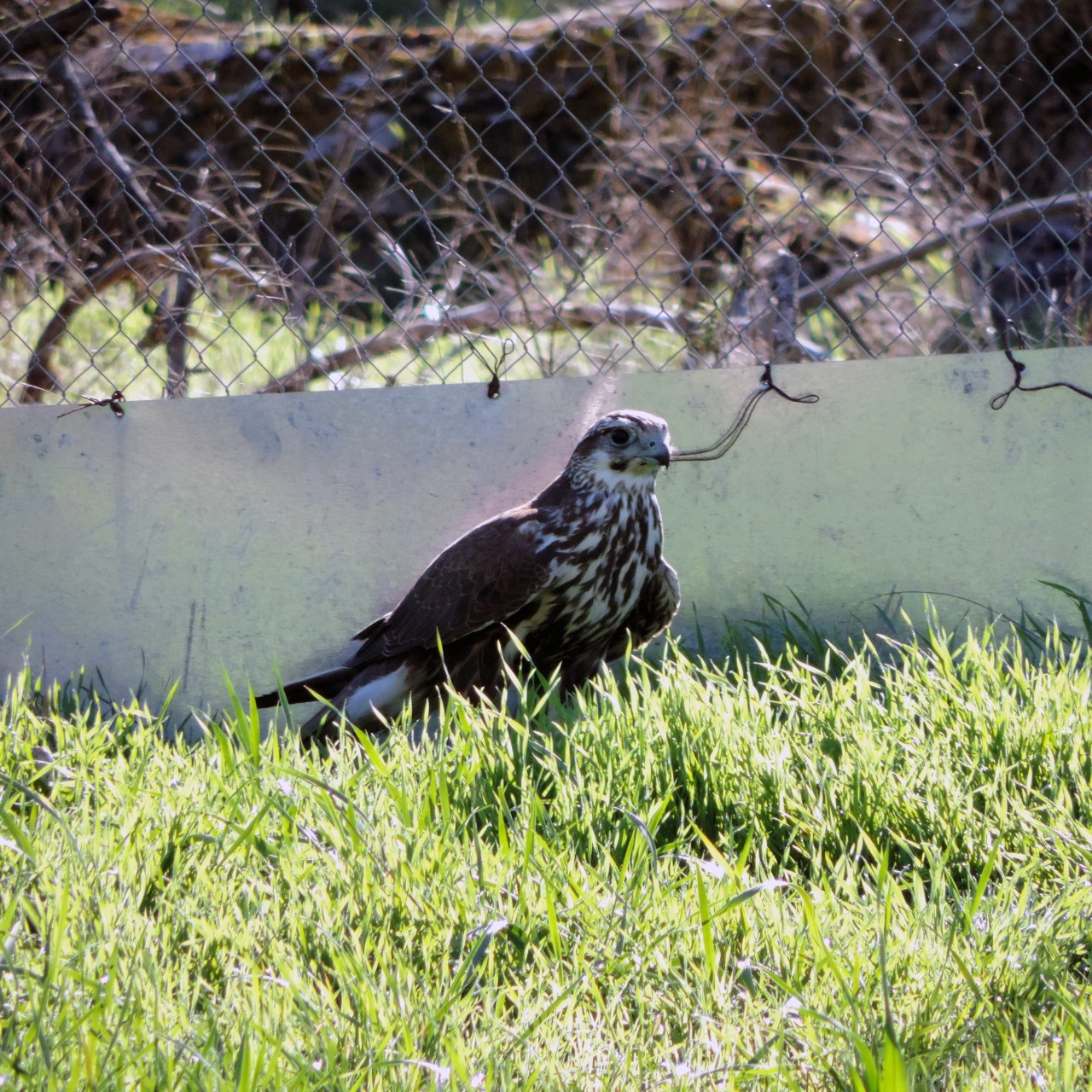 КиївЗоо випустив у дику природу червонокнижного сокола балабана: як він виглядає