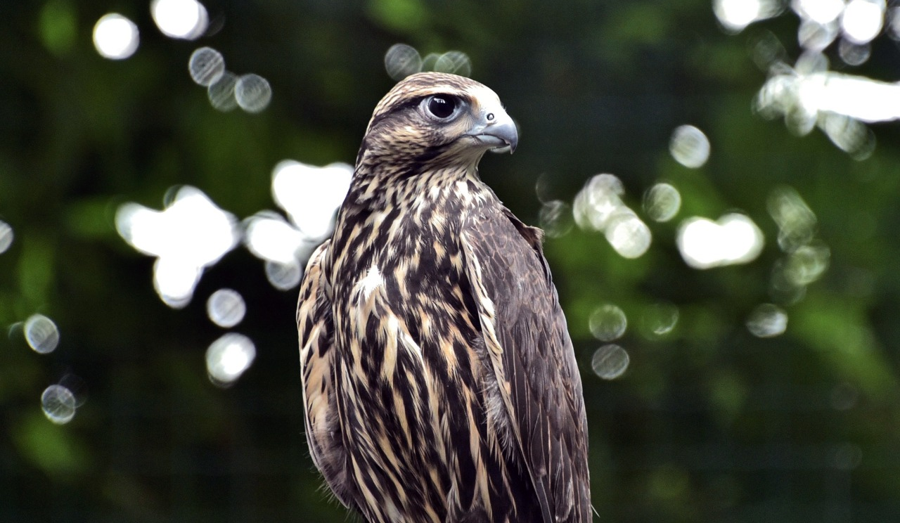 КиївЗоо випустив у дику природу червонокнижного сокола балабана: як він виглядає