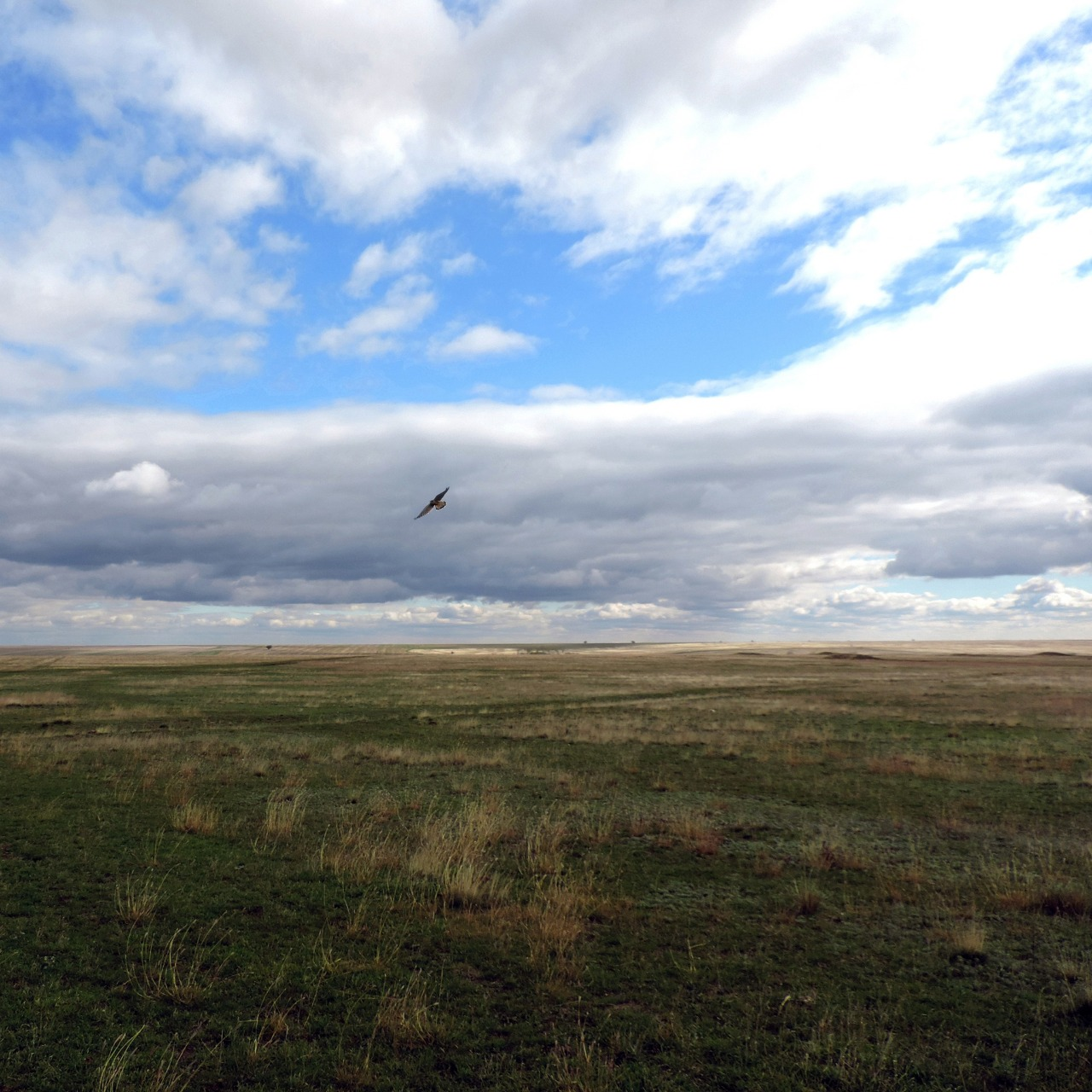 КиївЗоо випустив у дику природу червонокнижного сокола балабана: як він виглядає