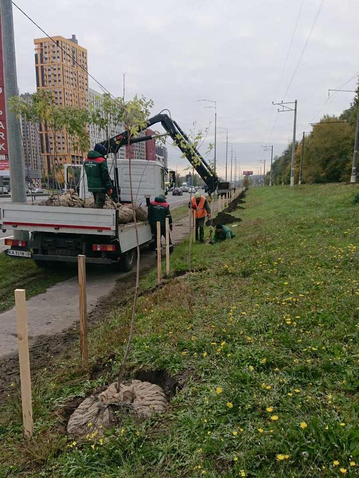 У Голосіївському районі висадили 170 нових дерев У Голосіївському районі висадили 170 нових дерев