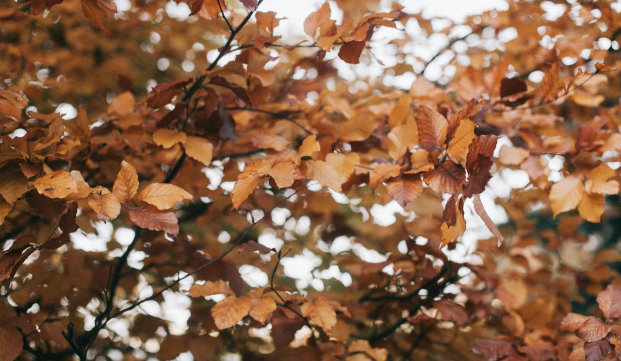 Без опадів, тепло до +14: якою буде погода у Києві на вихідних