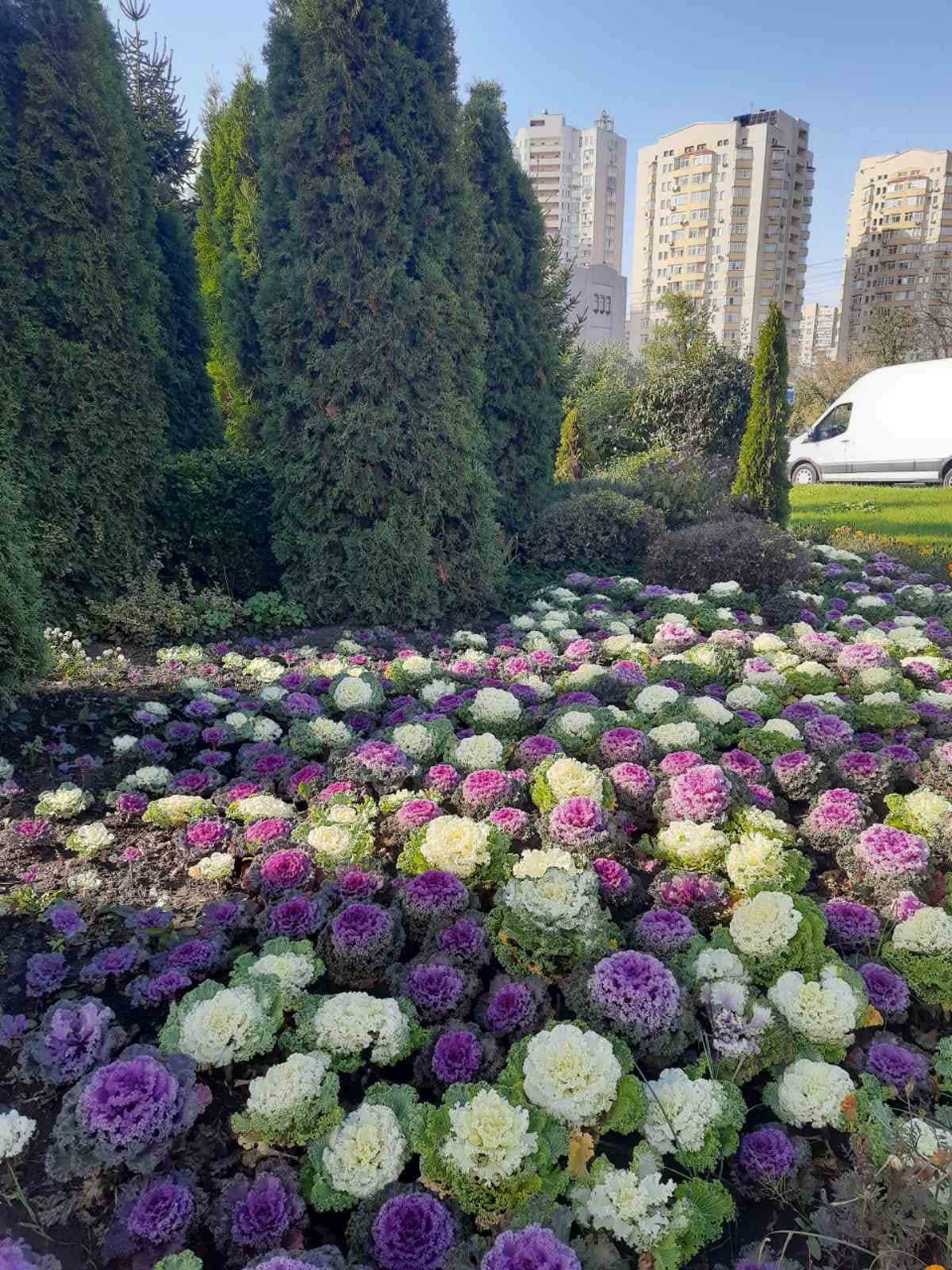 Стійка до холодів: біля метро "Лівобережна" у Києві розквітає декоративна капуста