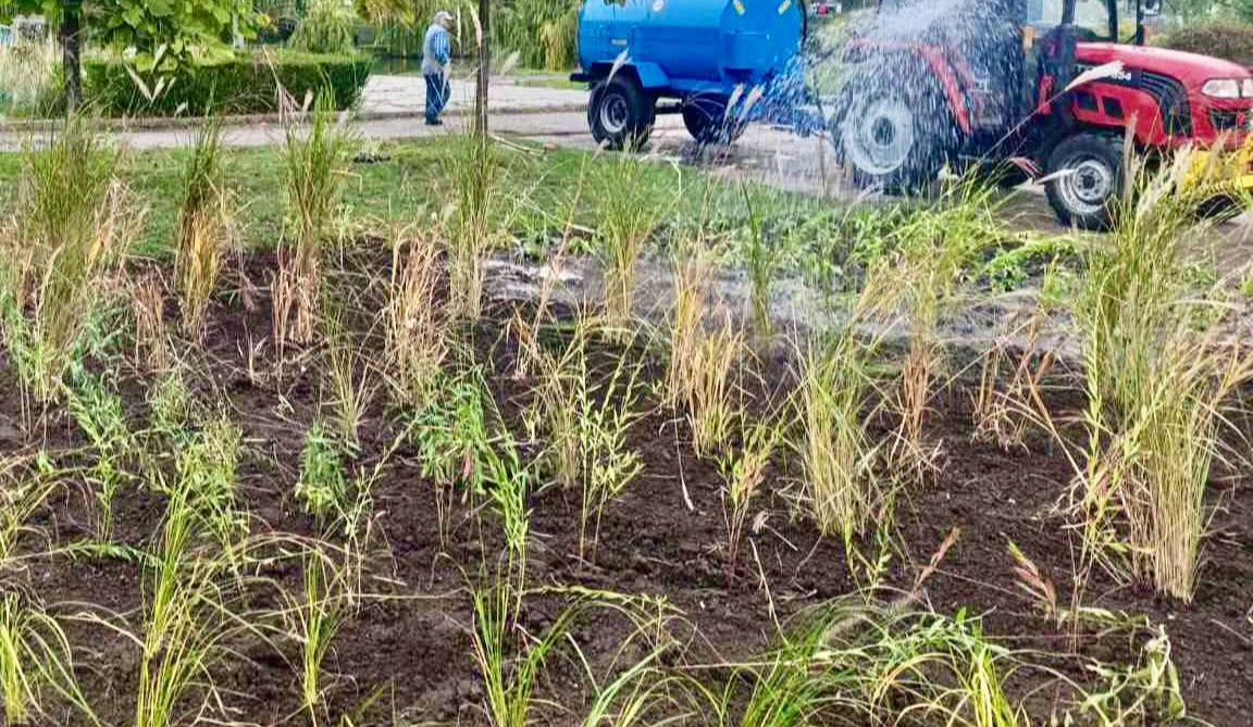 Злаки та багаторічні квіти: нова композиція з’явилася в Деснянському районі