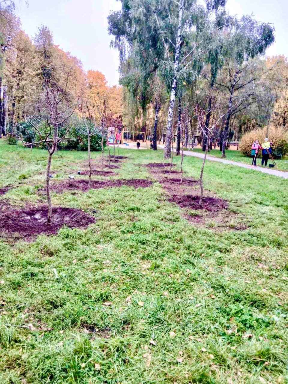 Декоративні яблуні та сріблясті клени: у Києві оновили зелені зони