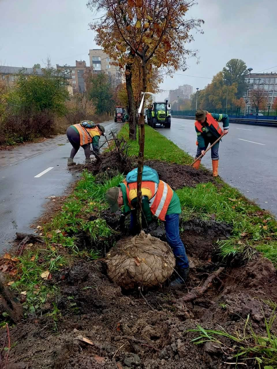 Пів сотні нових дерев висадили у двох районах Києва: фото та подробиці