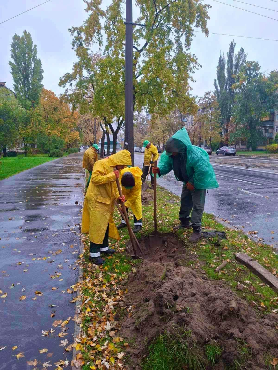 Пів сотні нових дерев висадили у двох районах Києва: фото та подробиці