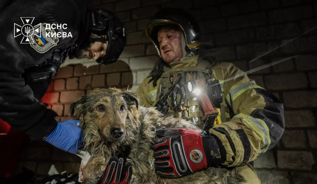 У Києві з-під завалів після обстрілу врятували собаку: відео