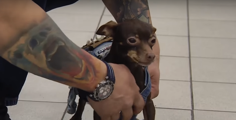 Власник викраденого собаки знайшов його через два роки пошуків (відео)