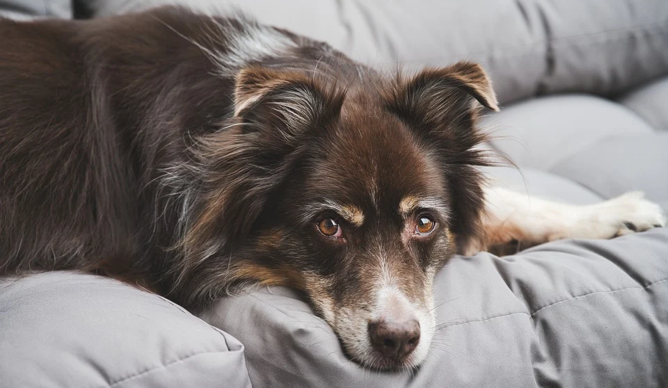 В Великобритании изобрели DogPhone, чтобы собаки звонили хозяевам