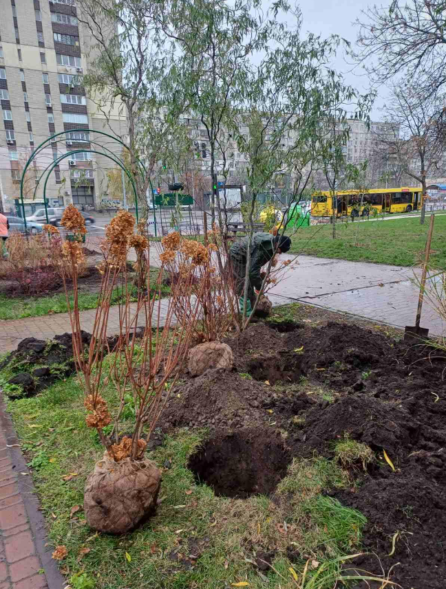 В парках Києва провели осіннє озеленення: висадили клени та лаванду